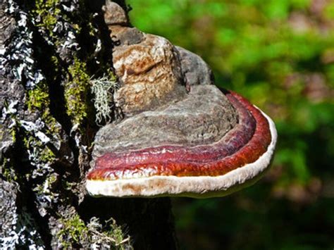 Red Belted Polypore Medicinal Mushroom Tincture fomitopsis | Etsy