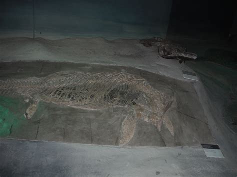 Ichthyosaurus fossils by tombola1993 on DeviantArt