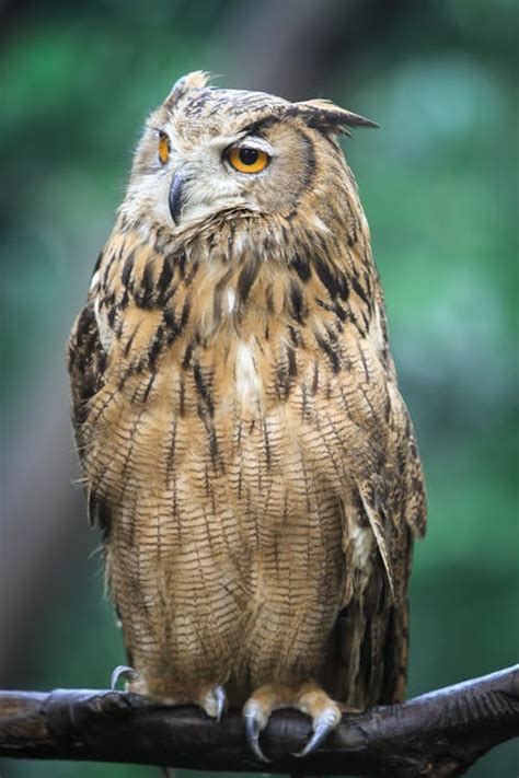 Close-Up Shot of a Eurasian Eagle-Owl · Free Stock Photo