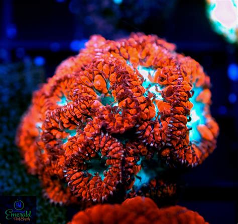 The color RED: What are your favorite red corals? | Page 2 | REEF2REEF ...
