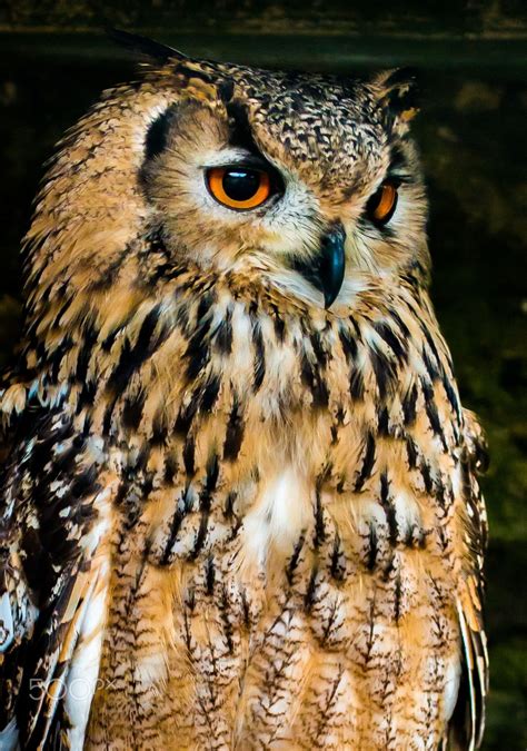 Indian Eagle Owl - This is one of a number of photos taken at the Scottish Owl Centre in ...