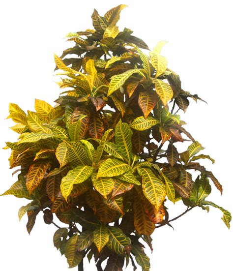 Tropical Plant Pictures: Codiaeum variegatum (Garden Croton)