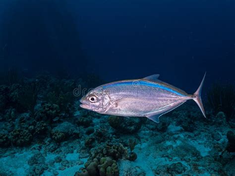 Blue Runner, Caranx Crysos. Bonaire, Caribbean Netherlands. Diving Holiday Stock Photo - Image ...