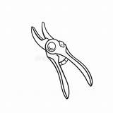 Pruning Stock Illustrations – 1893  sketch template