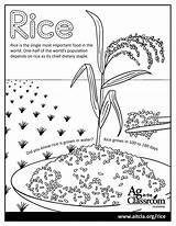 Rice Coloring Page sketch template