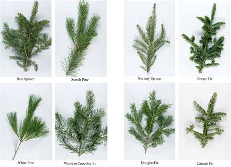 Which Real Indiana Christmas Tree Will You Select?