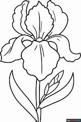 Iris Flower Coloring Page  Easy Drawing Guides sketch template