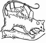 Funny Opossum Coloring Page  Free Printable Pages For Kids sketch template
