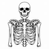 Hand Drawing Skeleton Royalty Free Vector Image  The Best Porn sketch template
