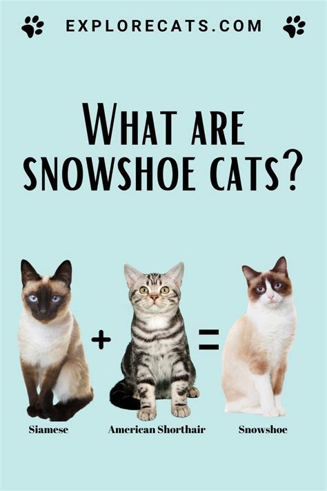 Snowshoe Cats: The Perfect Mix of Siamese and American Shorthair