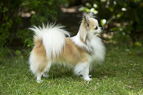 Chihuahua (Long Coat) | Breeds A to Z | The Kennel Club