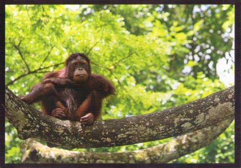 Orang Utan – Man of the Forest – Malaysian Borneo 017 – Global Postcard Sales