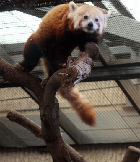 KC Zoo 254 | Tai Shan, Sooperpanna! | Flickr