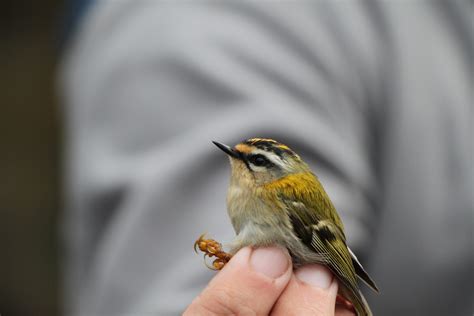 Sandwich Bay Bird Observatory through the seasons - a talk by John Buckingham - Sevenoaks Local ...