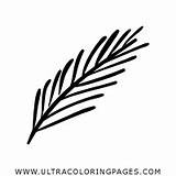 Twigs Coloring Pages  Ultra sketch template