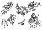 Blueberry Bush And A Bee Coloring Pages  Best Place To Color sketch template