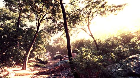 Colorful mystical forest with sun ray and lens flare at morning 6295838 ...