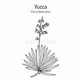 20  Free Printable yucca Plant coloring Pages sketch template