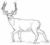 Mule Deer Buck coloring Page  Free Printable Coloring Pages sketch template