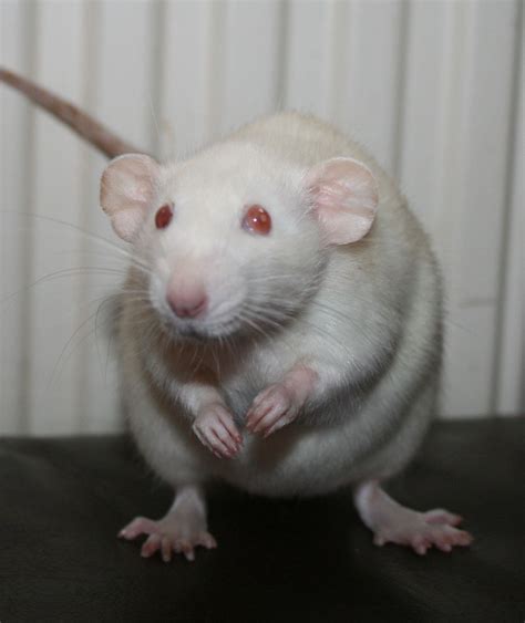 albino dumbo rat