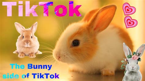 The Bunny side of TikTok - YouTube