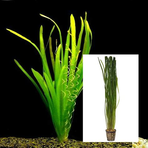 Live Plant - Thin Val (Vallisneria) - 5cm Pot - Aquarium Central