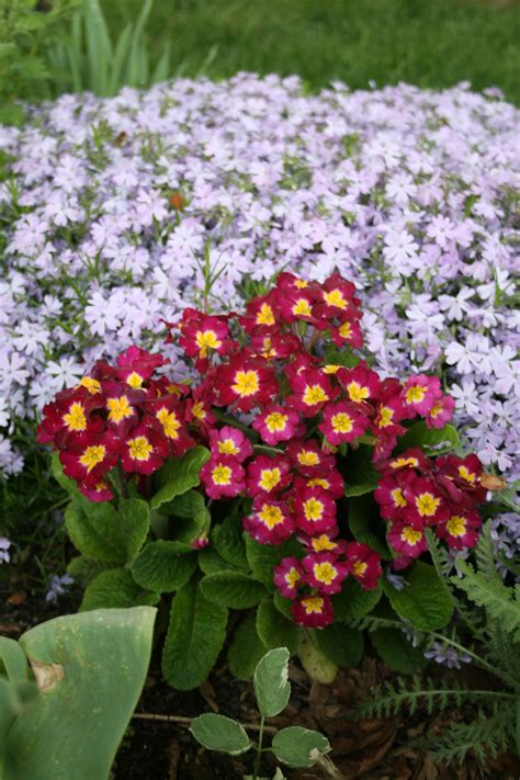 Primrose-Red & Yellow by Monica Stanford | Plants, Shrubs, Garden