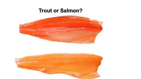 Unveiling the Truth Behind Trout and Salmon: Separating Facts from Fic – MAMAGO