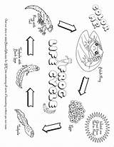 Plant Life Cycle Coloring Pages 20 Design  Etsy sketch template