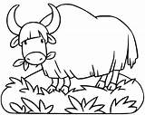 Yak Coloring Pages Printable For Free Download sketch template