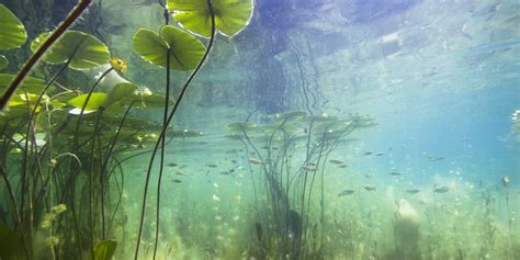 Importance of aquatic plants and algae in a lake’s ecosystem - LG Sonic