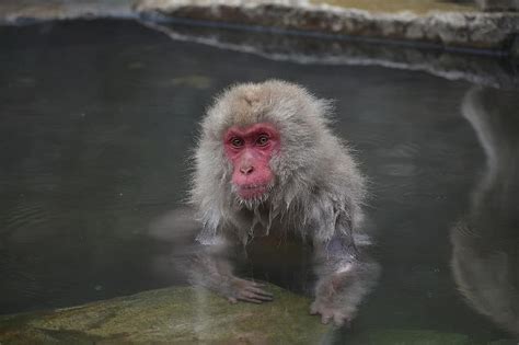 snow monkey, japanese macaque, japan, winter, bathing, wildlife ...