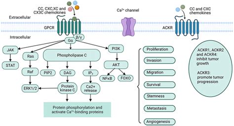 Chemokines/chemokine receptors signaling pathways. Chemokines transmit ...