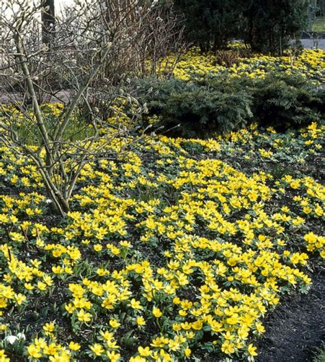 Eranthis cilicica | John Scheepers Beauty from Bulbs