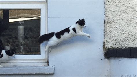 Leaping Cat GIFs - Get the best GIF on GIPHY