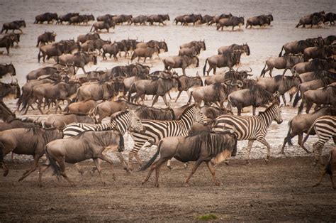 Serengeti vs Masai Mara: Best Safari in Africa | Kenya vs Tanzania