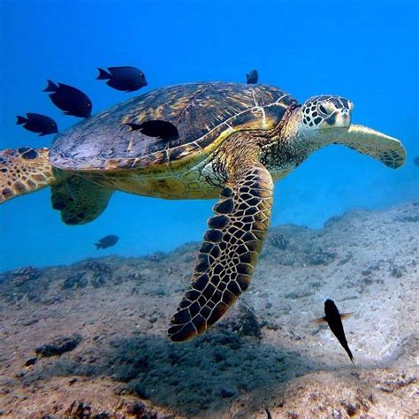 Happy Sea Turtle