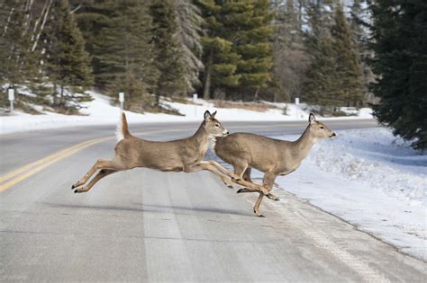 Oh, deer! Drivers beware, it’s deer season | PropertyCasualty360