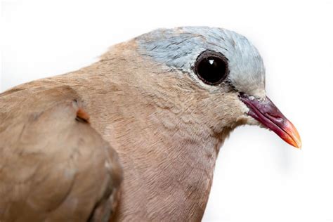 Blue-spotted Wood-Dove (Turtur afer) | African Birds