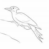 Pileated Woodpecker Bird Coloring Pages For Kids  Download sketch template