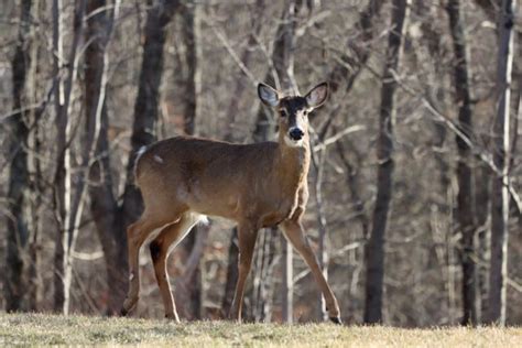 Tarsal Glands on Deer (what we know, explained) - World Deer