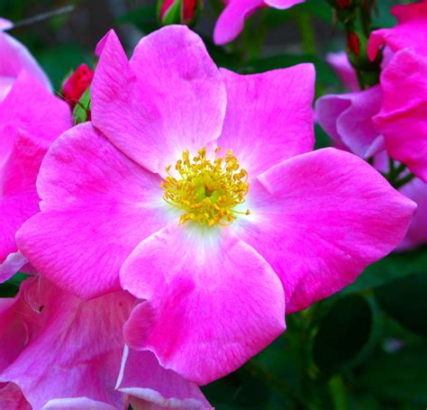 Wild Prairie Rose | State of Iowa official state flower. In … | Flickr