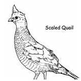 Scaled Quail Coloring Page  Color Luna sketch template