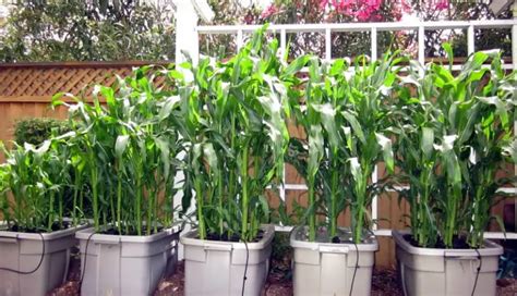 How to Grow Corn in Containers - Plant Instructions