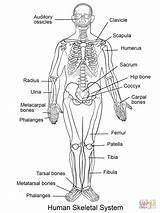 Human Skeletal System coloring Page  Free Printable Coloring Pages sketch template