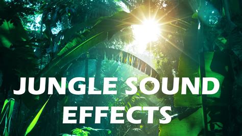 Jungle Sound Download - Videohive , After Effects,Pro Video Motion