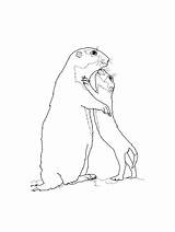 Gopher coloring Pages sketch template