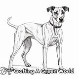 Greyhound Coloring Pages  Free & Printable sketch template