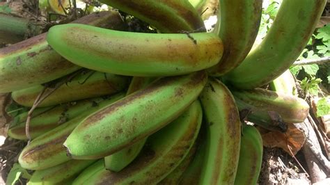 Banana: Maturity bronzing, maturity stain | Significance: Fr… | Flickr