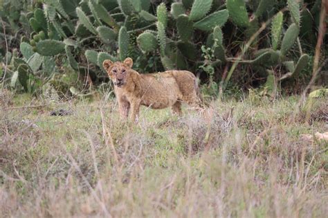 Lion,wildlife,safari,africa,kenya - free image from needpix.com